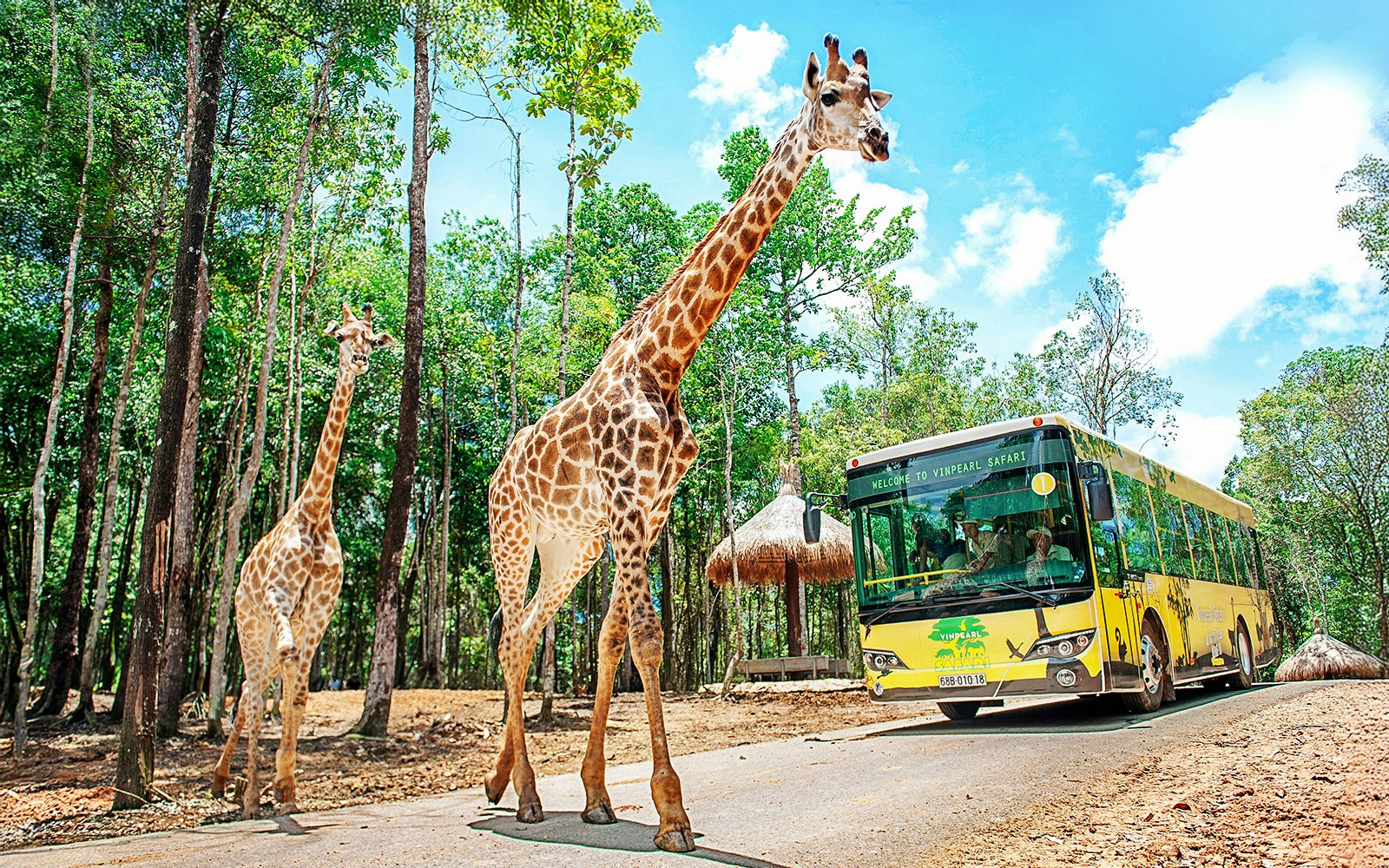 Giraffes walking near a Vinpearl Safari tour bus in a lush forest setting.