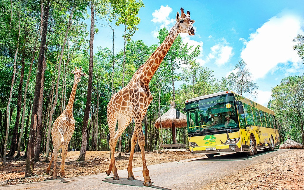 Giraffes walking near a Vinpearl Safari tour bus in a lush forest setting.