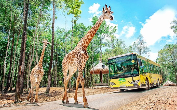 Giraffes walking near a Vinpearl Safari tour bus in a lush forest setting.