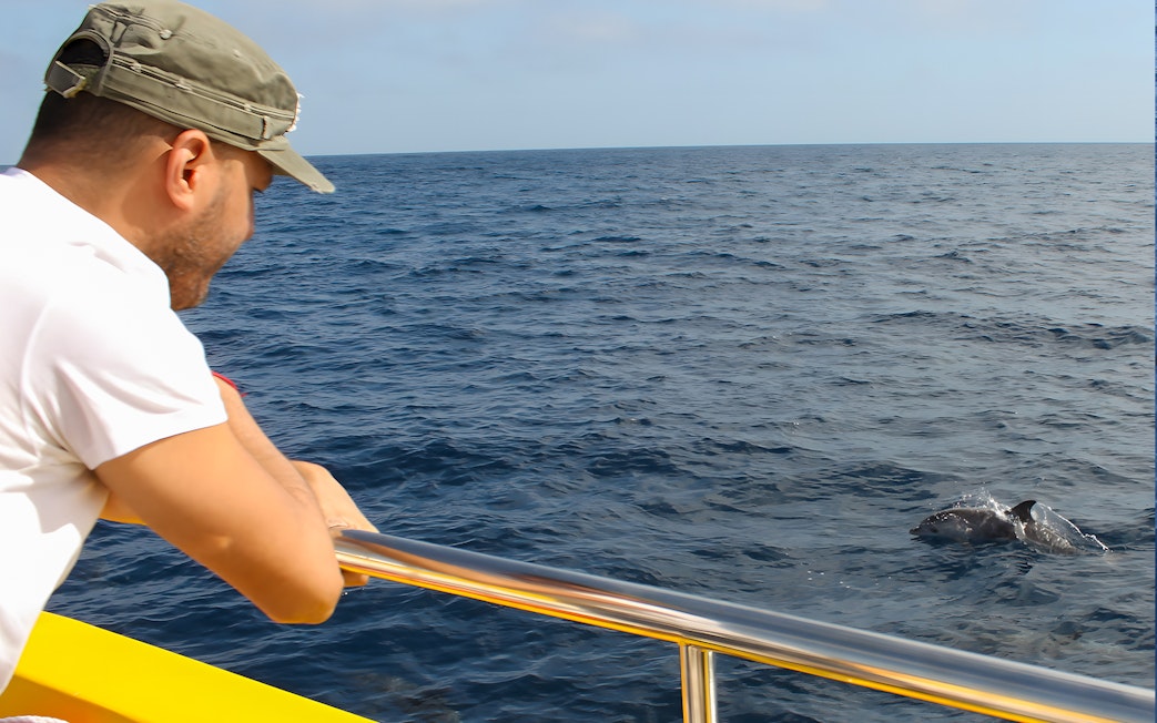 Tourist observing dolphins from a mini speedboat on the ocean.