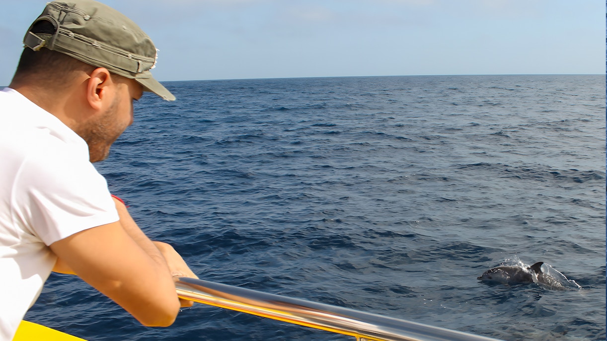 Tourist observing dolphins from a mini speedboat on the ocean.