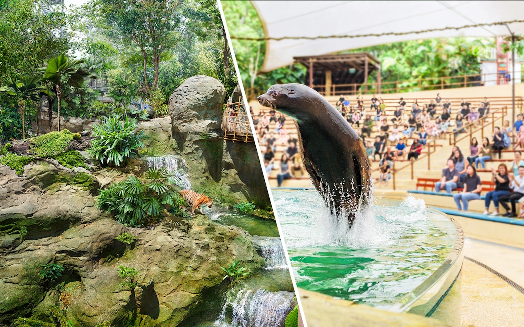 Rainforest scene with a tiger and a seal show at Singapore Zoo.