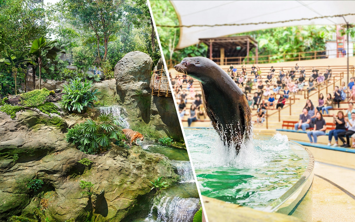 Rainforest scene with a tiger and a seal show at Singapore Zoo.