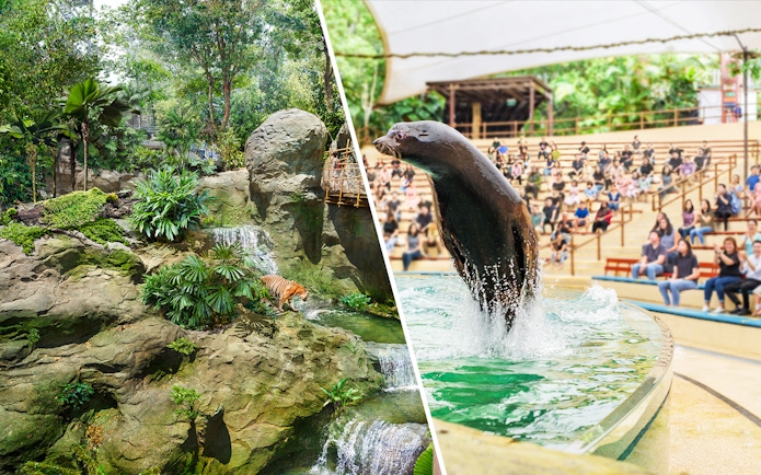 Rainforest scene with a tiger and a seal show at Singapore Zoo.
