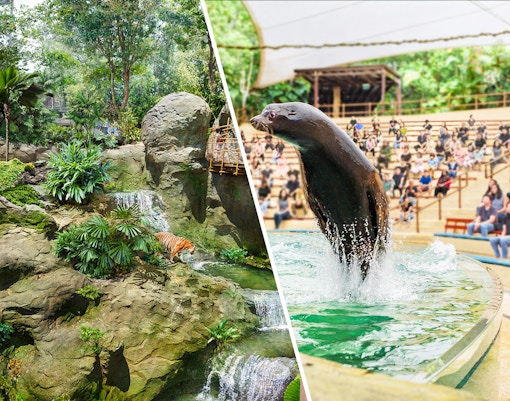 Rainforest scene with a tiger and a seal show at Singapore Zoo.