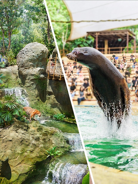 Rainforest scene with a tiger and a seal show at Singapore Zoo.