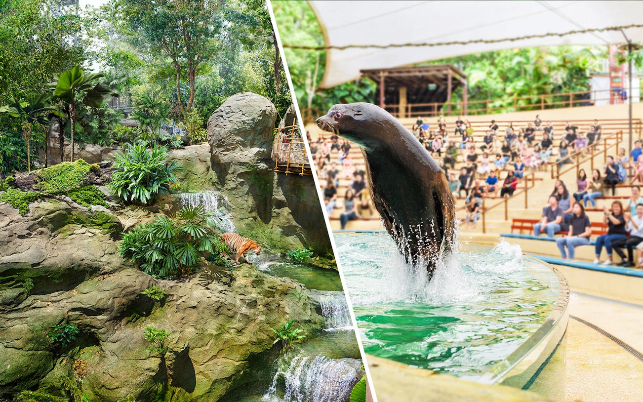Rainforest scene with a tiger and a seal show at Singapore Zoo.