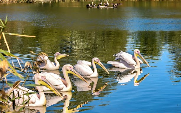 Pelicans swimming in a serene lake at Constanta Dolphinarium.