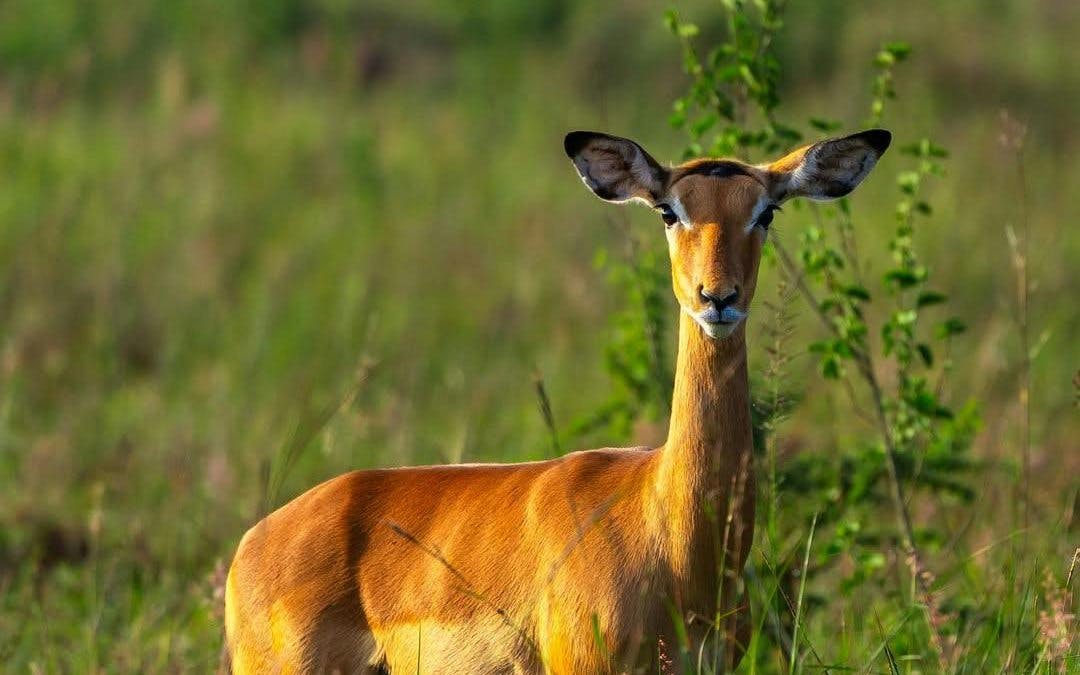 Impala in grassland at Nairobi National Park Safari.
