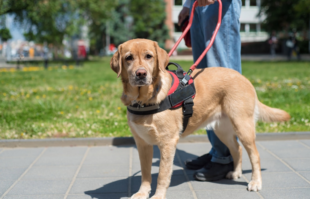 Service dog on a leash standing on a paved path in a park.