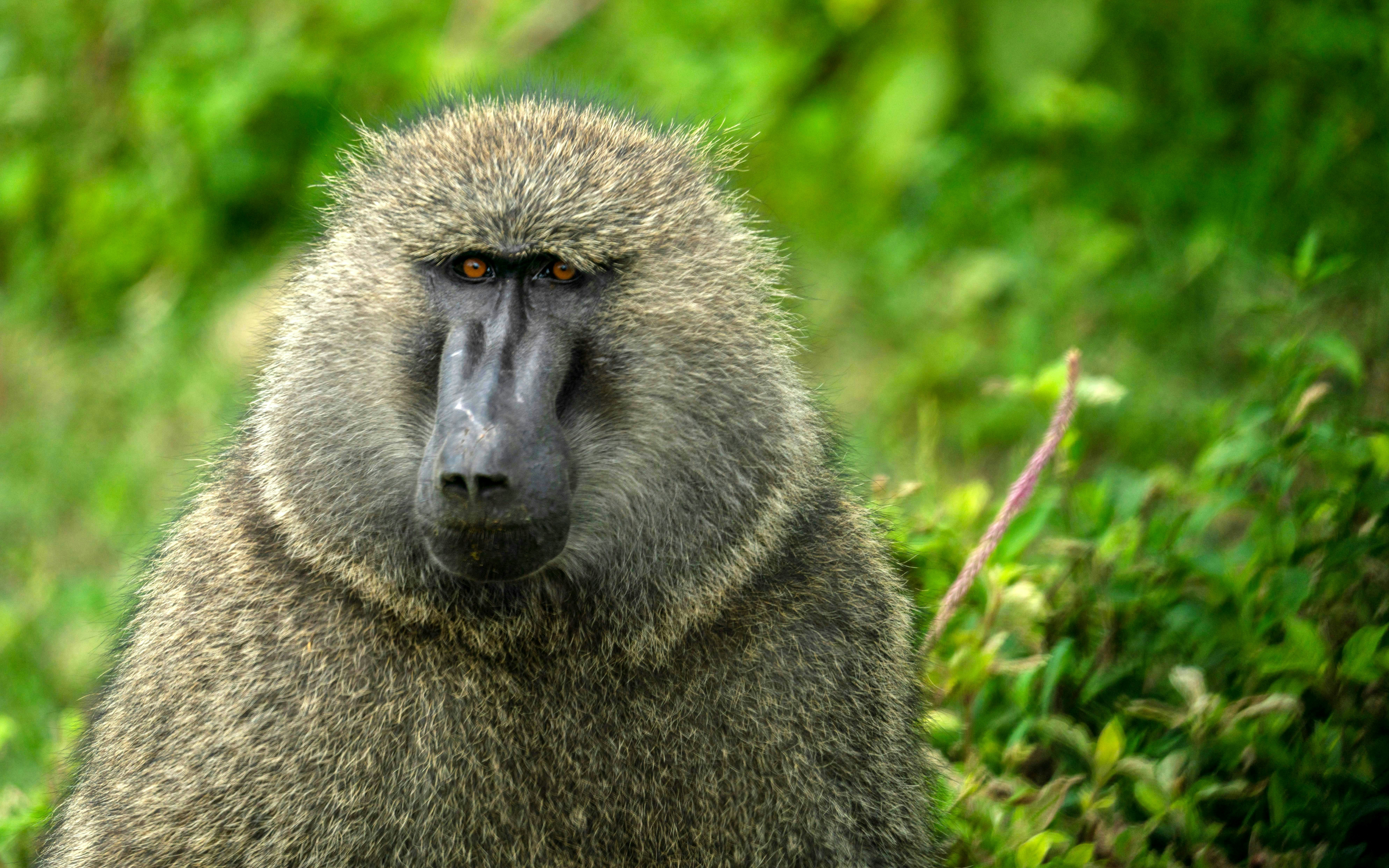 Olive baboon in lush greenery, Kenya.