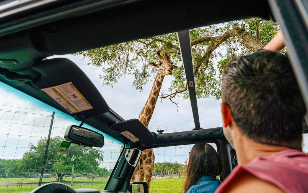 Giraffe seen from car in Orlando drive-thru safari park.