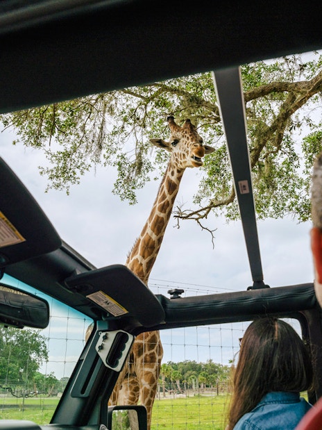 Giraffe seen from car in Orlando drive-thru safari park.