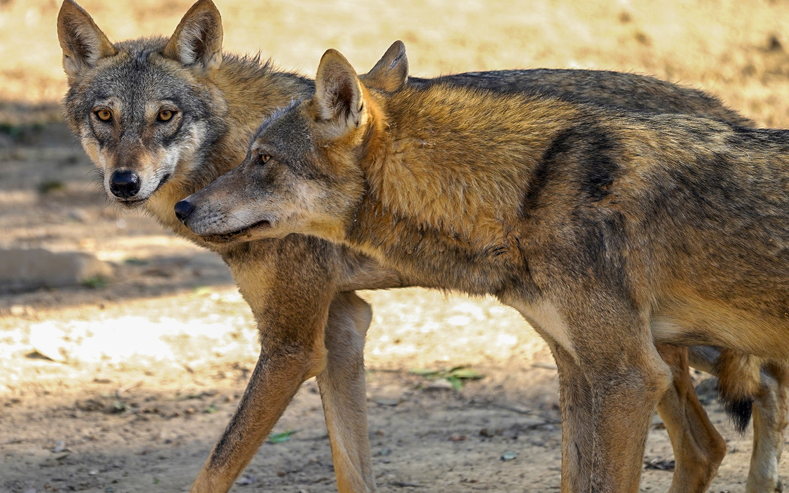 Alpine Zoo, Innsbruck.