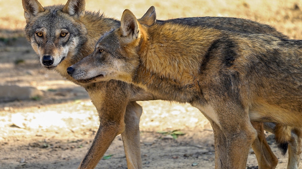 arabian wolf dubai safari park