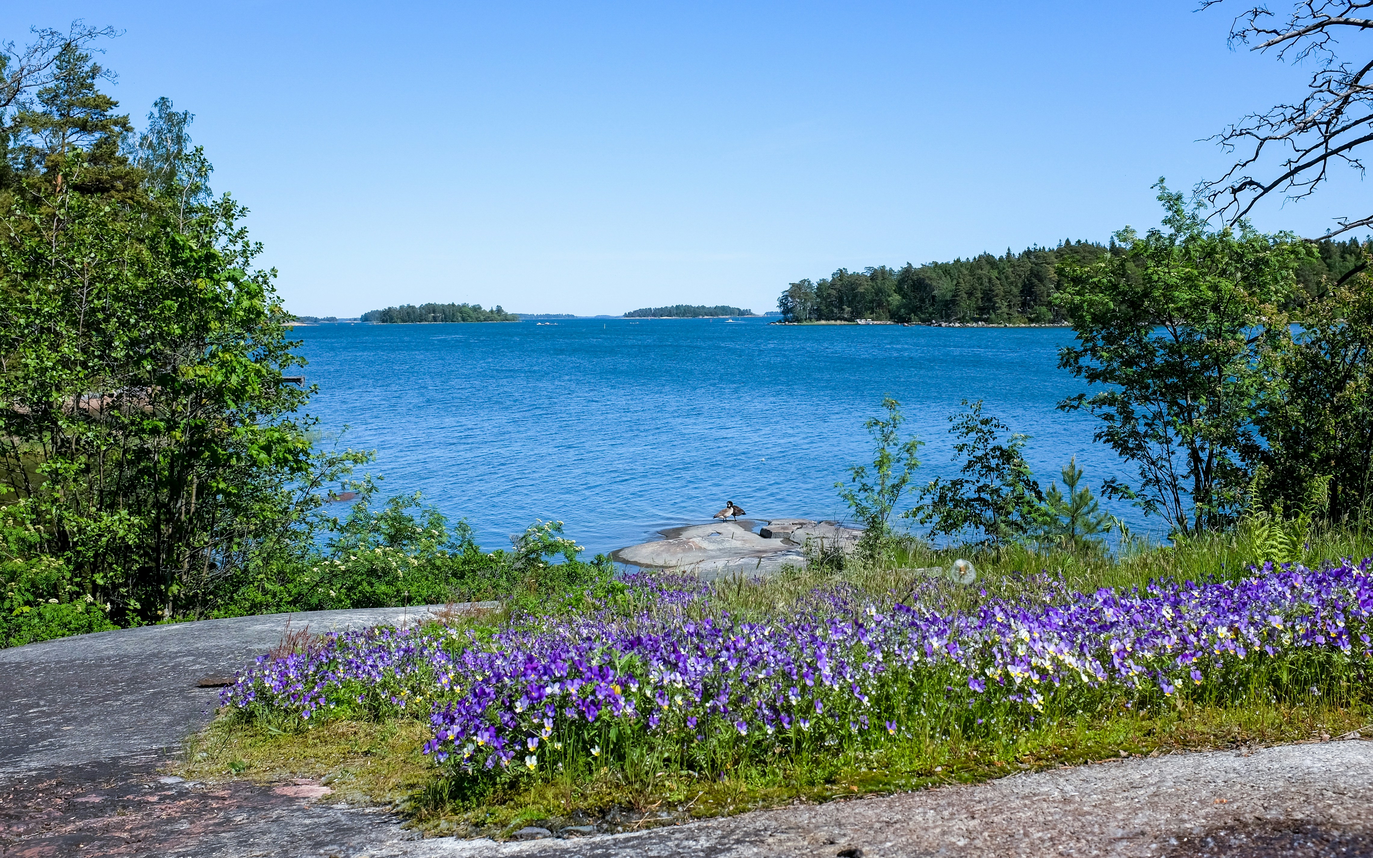Violets overlooking the Baltic Sea in Laajasalo, Helsinki, Finland.