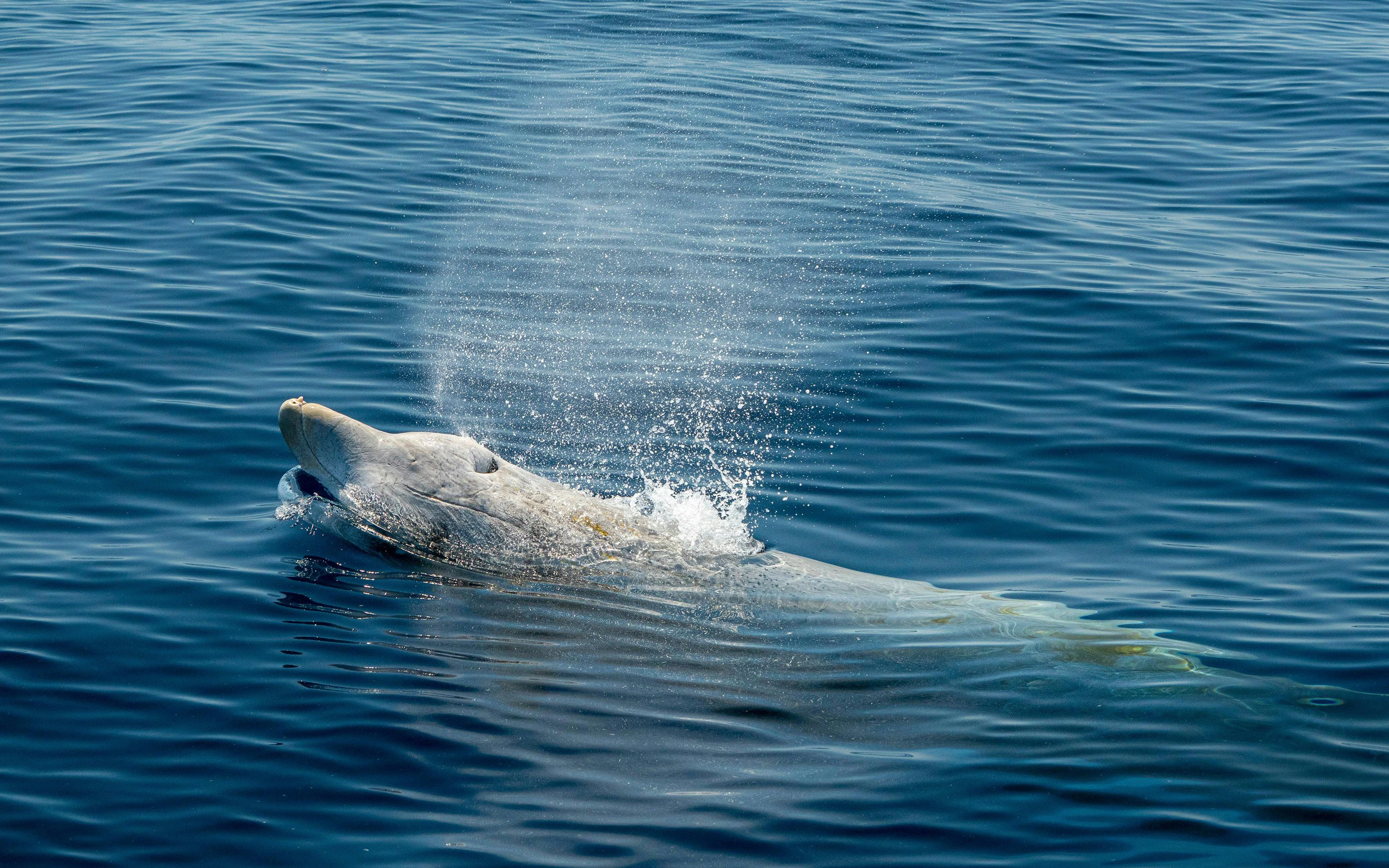 Cuvier's beaked whale surfacing and spouting water in the ocean.
