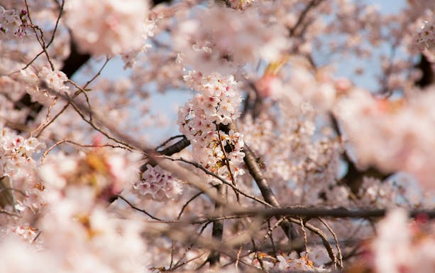 Cherry blossoms in full bloom at Jinhae Cherry Blossom Festival, South Korea.