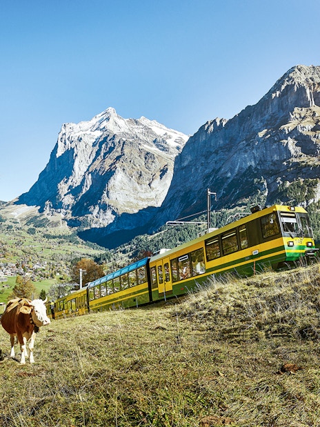 Train traveling through Swiss Alps with Jungfrau in the background, cow grazing nearby.