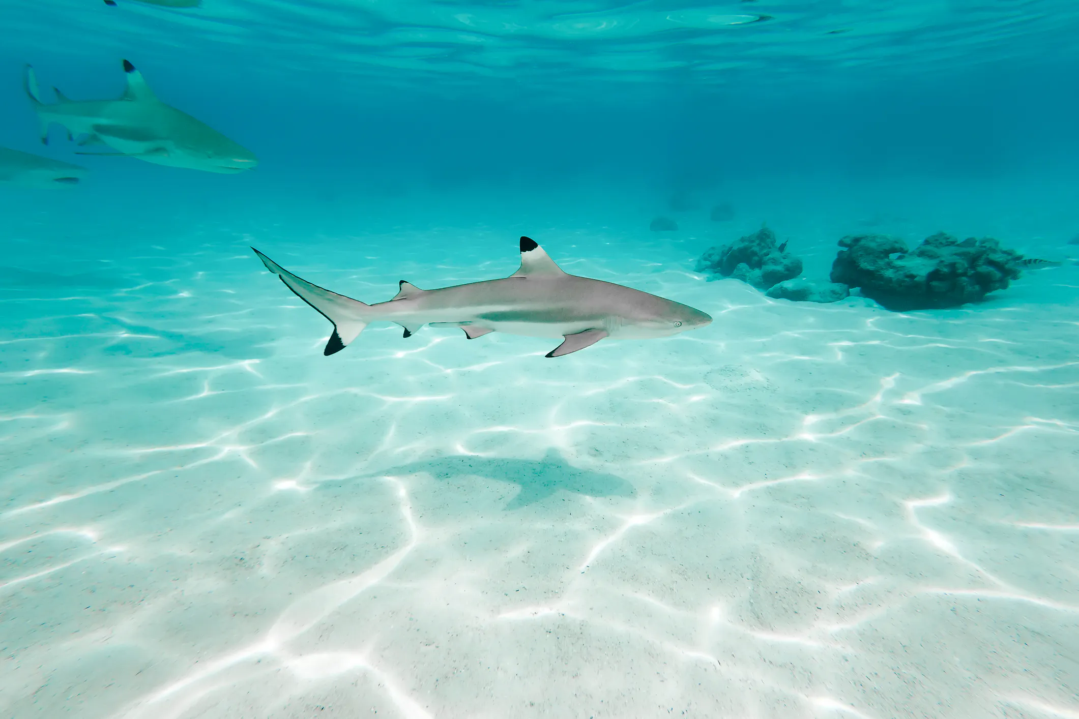From Phuket: Phi Phi Islands Day Trip with Private Longtail Boat Tour