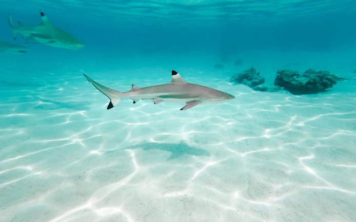 From Phuket: Phi Phi Islands Day Trip with Private Longtail Boat Tour