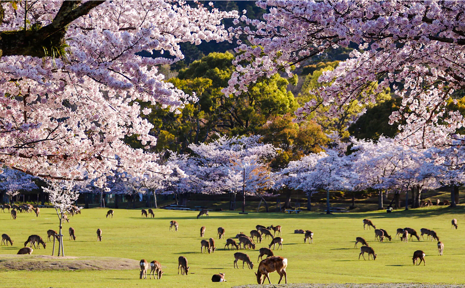 Nara & Uji Private Day Tour from Kyoto by Private Vehicle