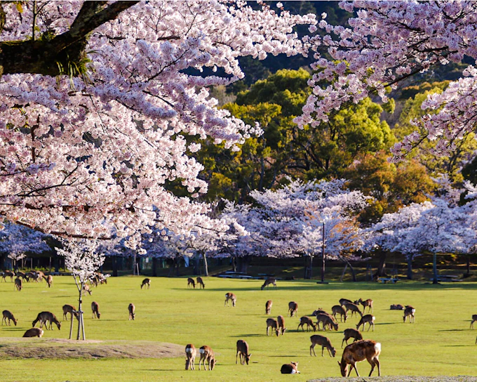 From Kyoto: Nara & Uji Private Day Trip by Private Vehicle (Product 54176)