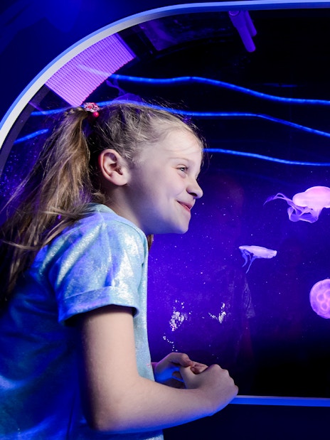 Children observing jellyfish at SEA LIFE London.