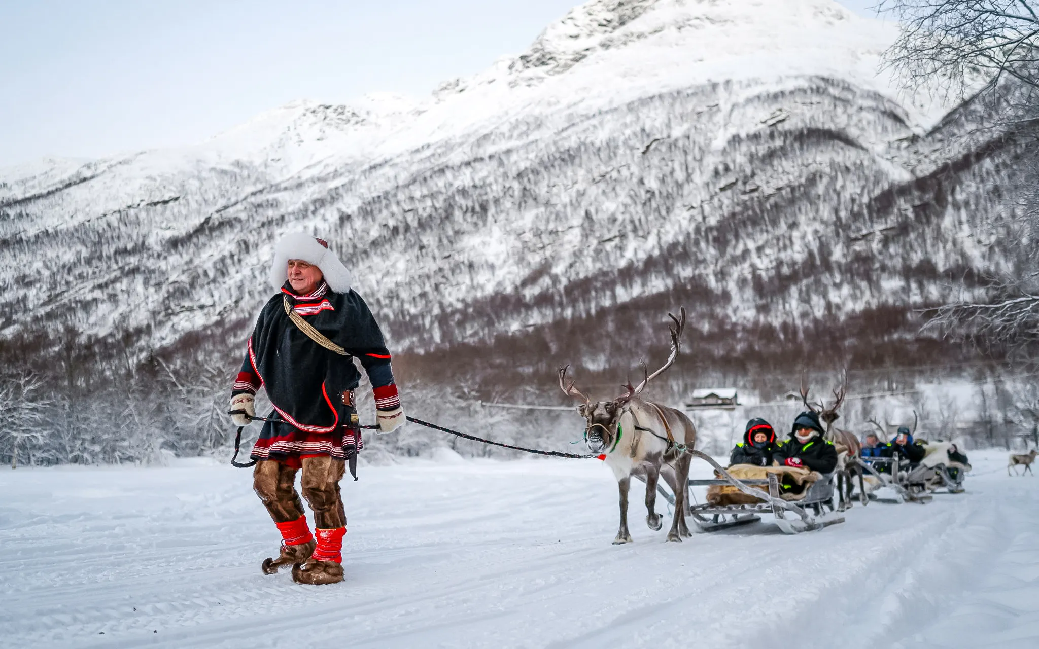 Sámi guide leading reindeer pulling sled with guests through snowy landscape.