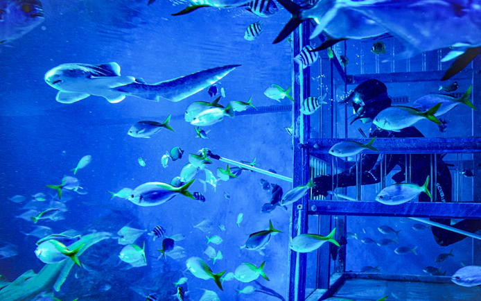 Diver in cage surrounded by tropical fish during Bali marine safari.