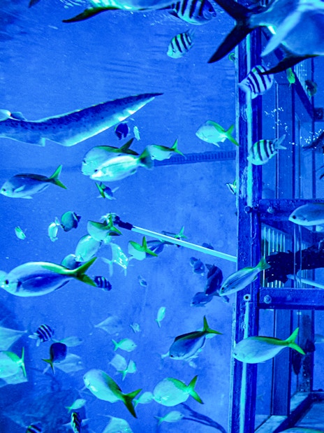 Diver in cage surrounded by tropical fish during Bali marine safari.