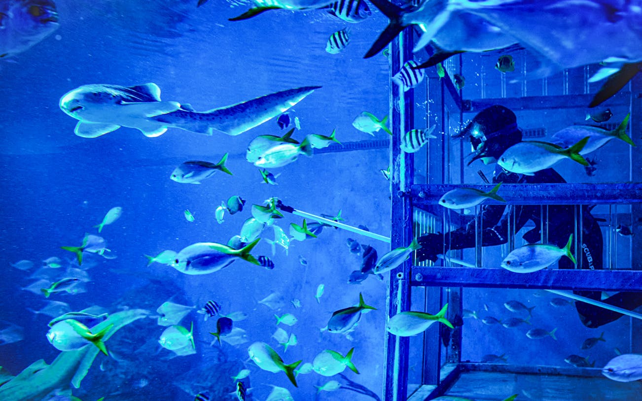 Diver in cage surrounded by tropical fish during Bali marine safari.
