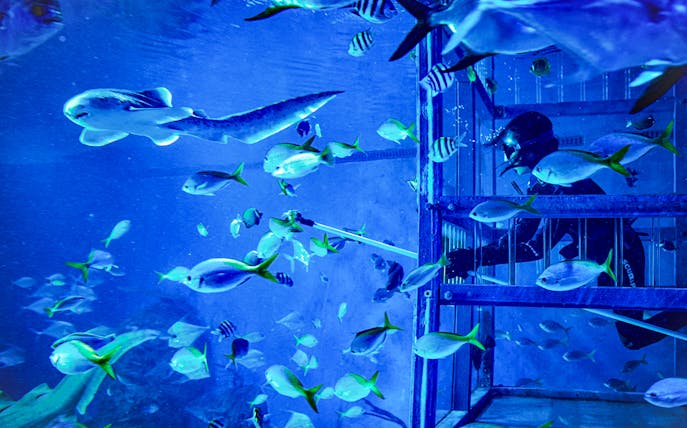 Diver in cage surrounded by tropical fish during Bali marine safari.