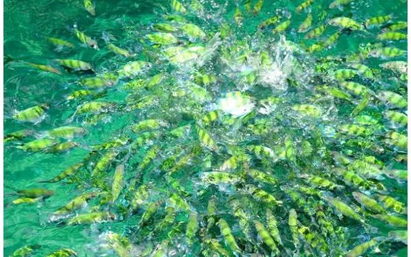 Tropical fish swimming in clear waters near Hong Island, Thailand.