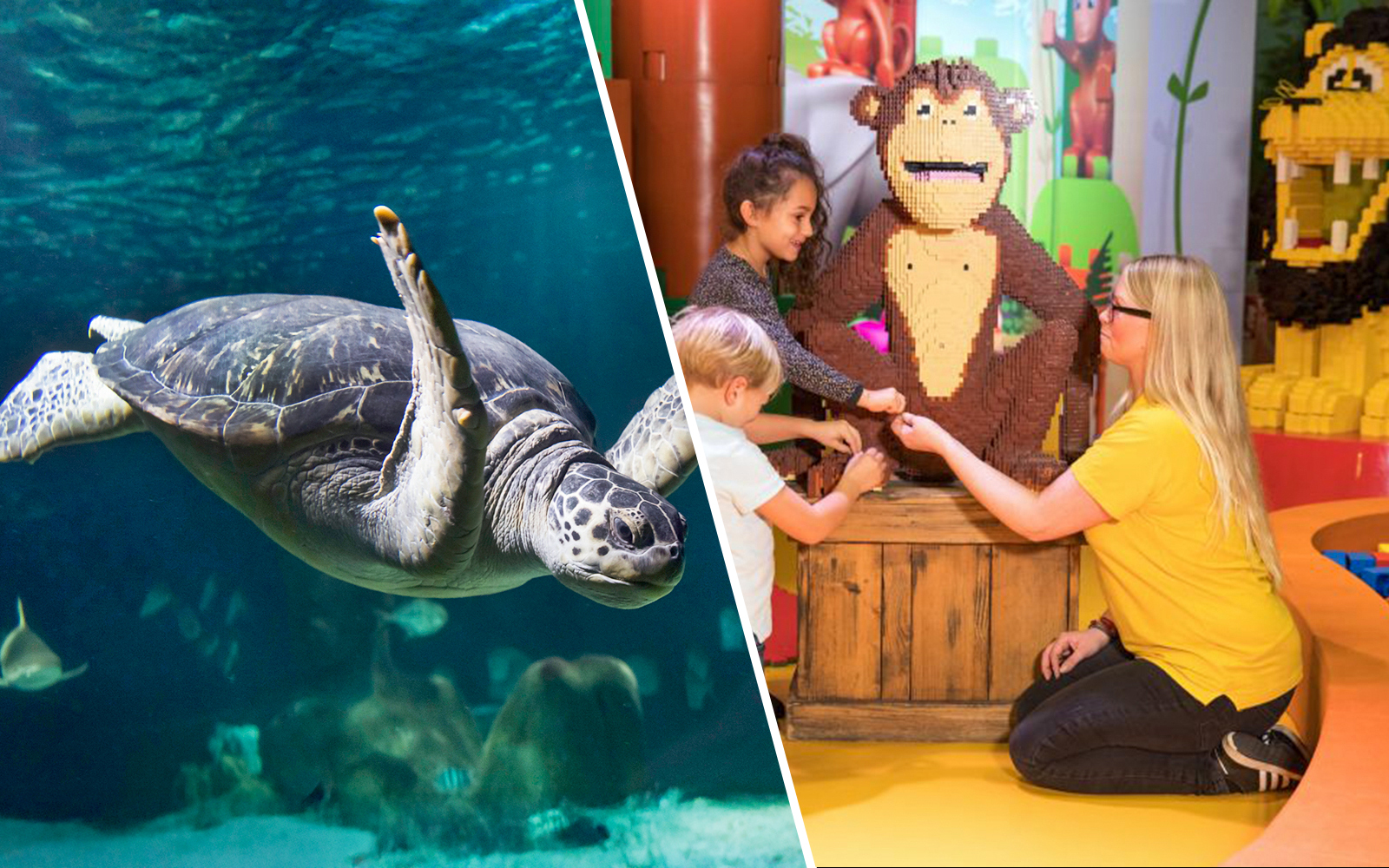 Sea turtle swimming with fish in aquarium tank at Sea Life Oberhausen.