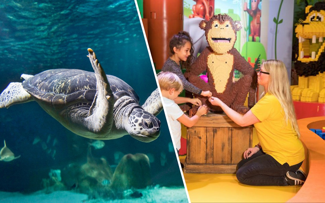 Sea turtle swimming with fish in aquarium tank at Sea Life Oberhausen.