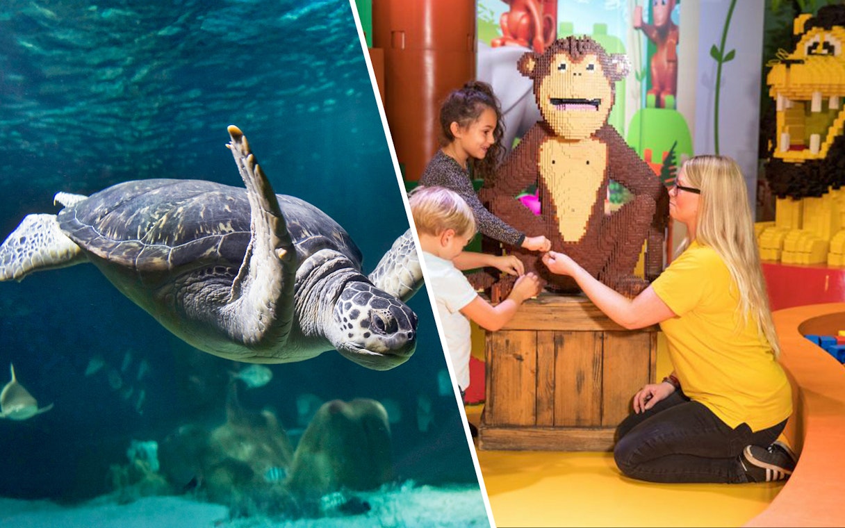Sea turtle swimming with fish in aquarium tank at Sea Life Oberhausen.