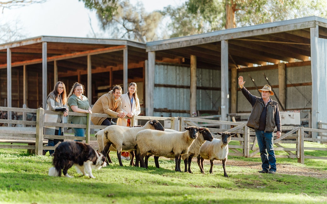 Sheep herding demonstration at Churchill Island, Phillip Island Nature Parks.