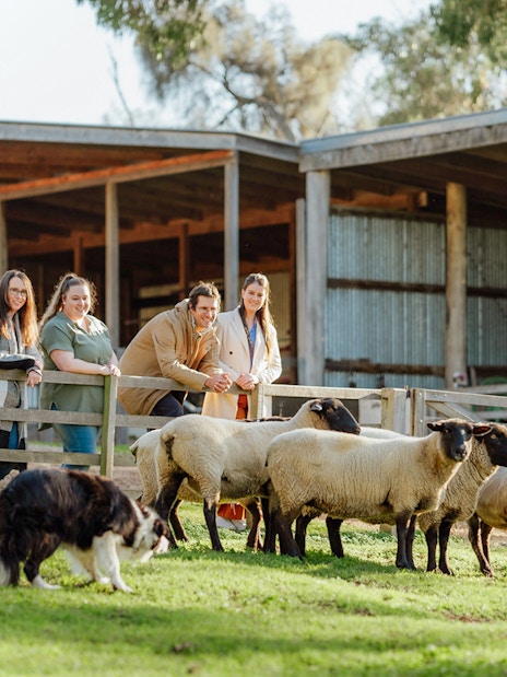 Sheep herding demonstration at Churchill Island, Phillip Island Nature Parks.
