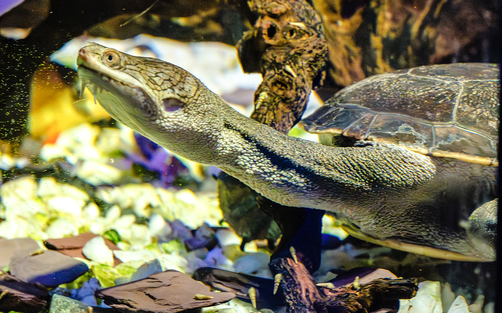 Sea turtle swimming at SEA Life Brighton aquarium.