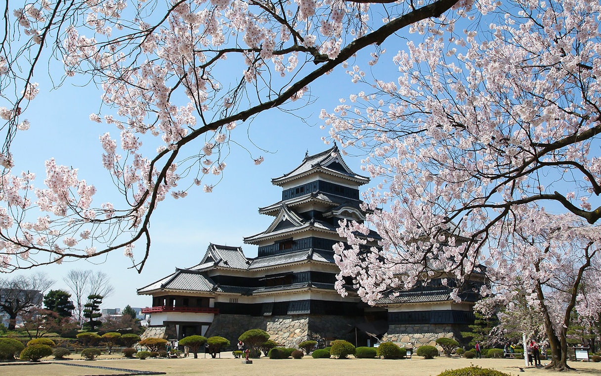 Matsumoto-jō Castle surrounded by cherry blossoms in Matsumoto, Japan.