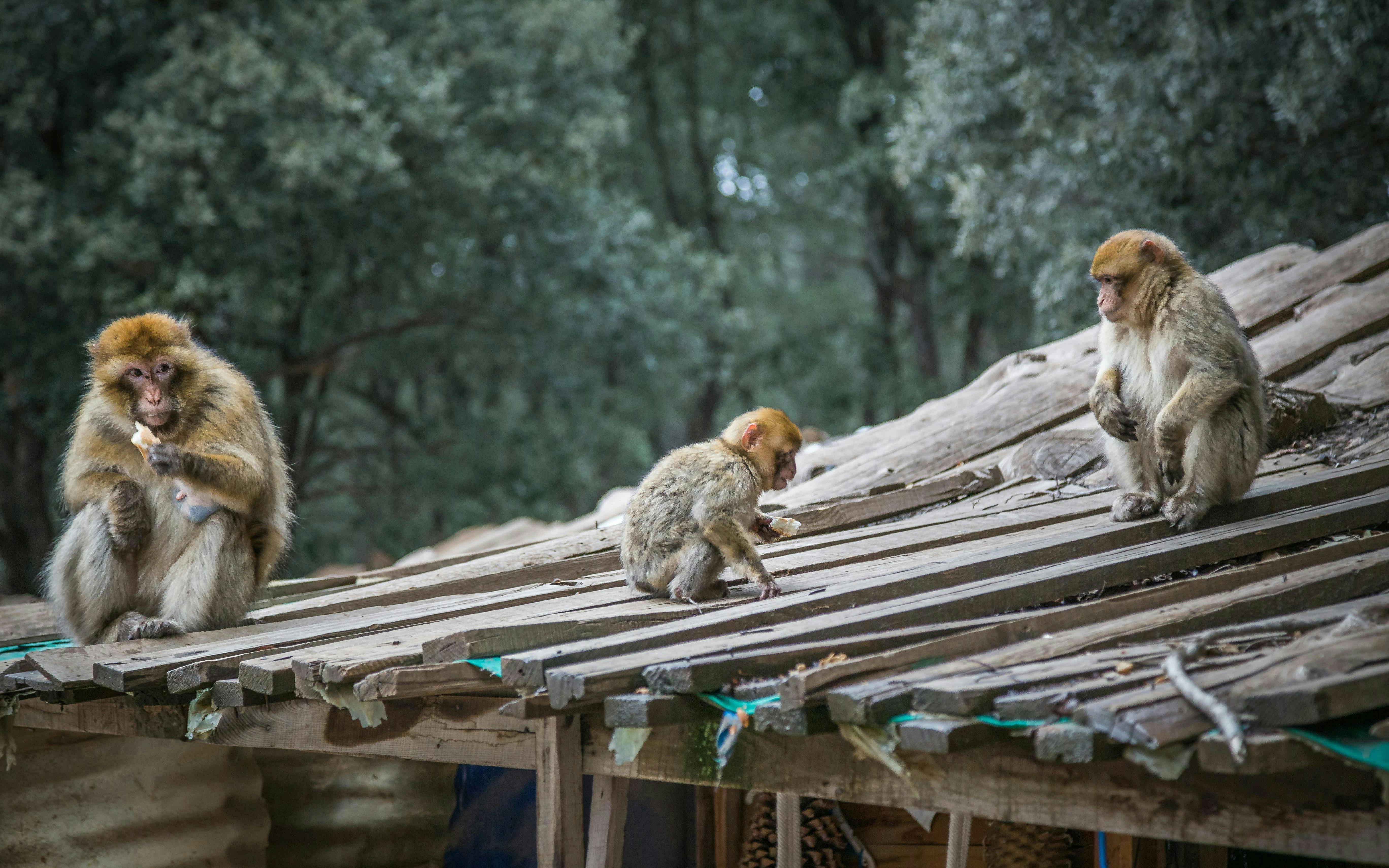 Barbary macaques on a wooden cabin roof in Cedre Gouraud Forest, Middle Atlas Mountains near Fes.
