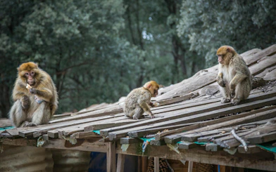 Barbary macaques on a wooden cabin roof in Cedre Gouraud Forest, Middle Atlas Mountains near Fes.