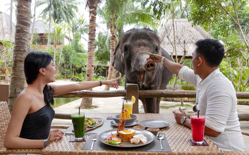 Guests feeding an elephant at Lombok Wildlife Park dining area.