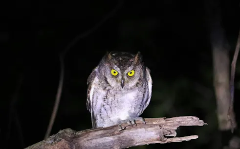 Owl perched on a branch during Iriomote Island night jungle tour, Okinawa.