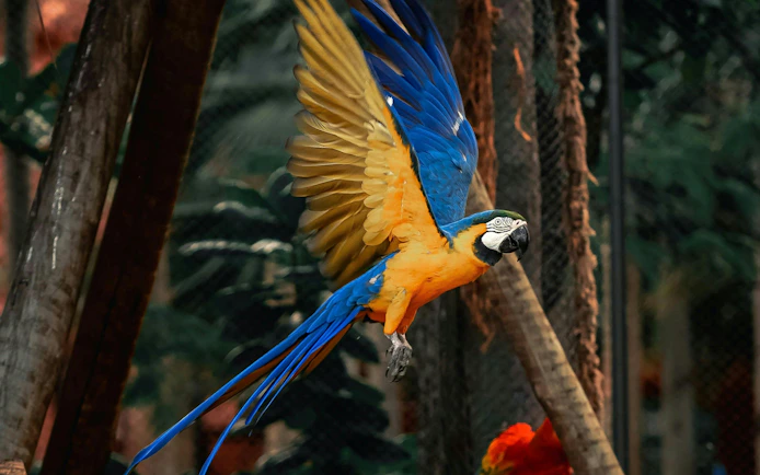 Blue-and-yellow macaw flying at BioParque Rio.