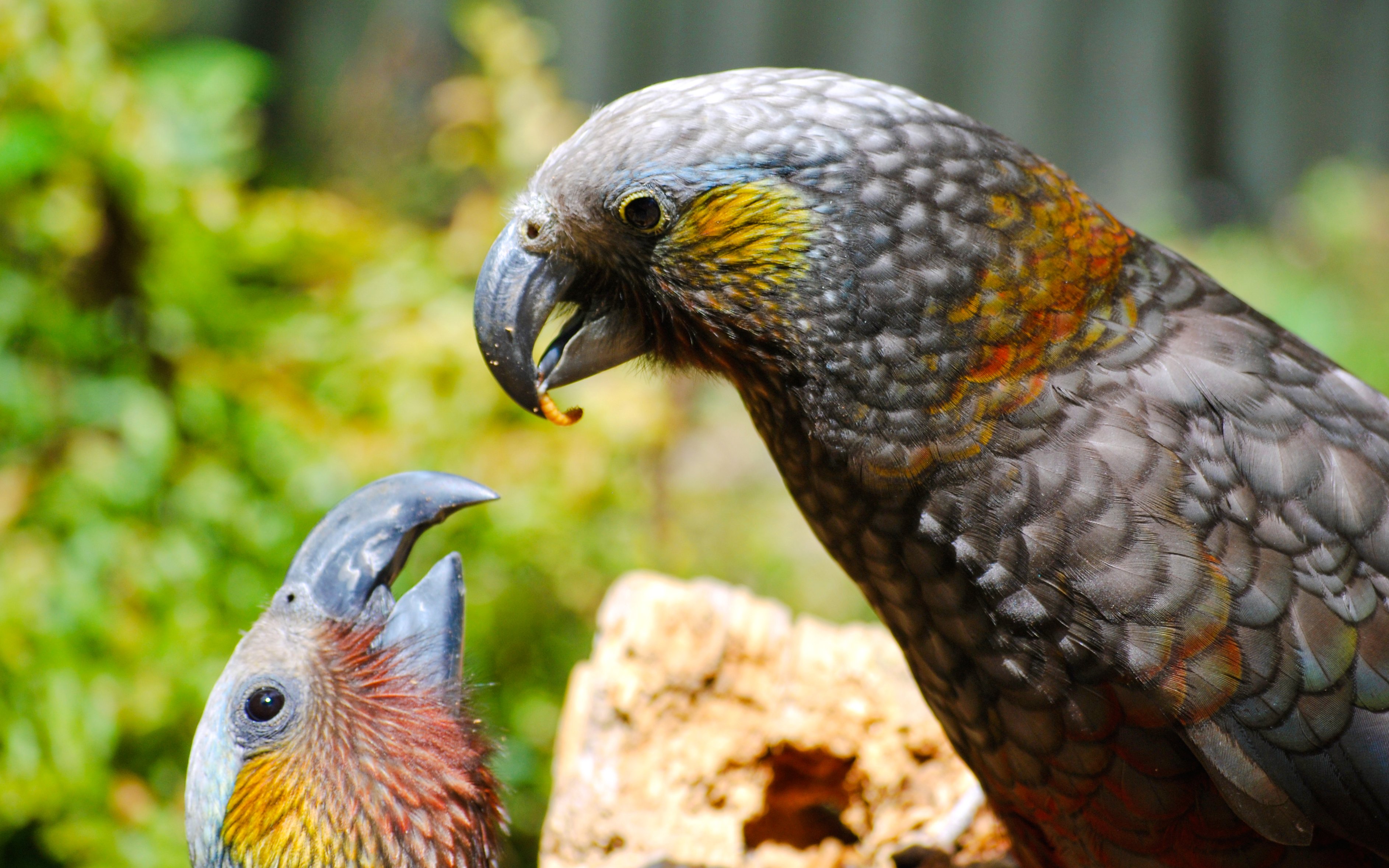 Kaka parrots interacting in a natural setting.