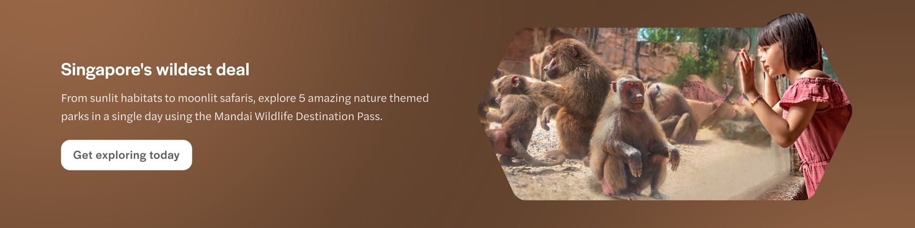 Girl observing baboons at Mandai Wildlife Reserve, Singapore.