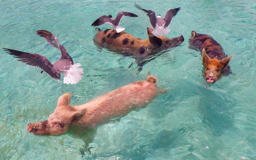 Pigs swimming in clear waters with birds overhead at Rose Island, Nassau, Bahamas.