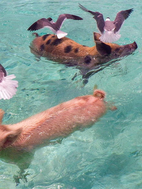 Pigs swimming in clear waters with birds overhead at Rose Island, Nassau, Bahamas.